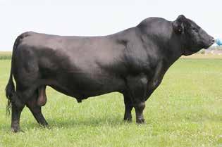 31 100TH ANNIVERSARY BULLS 33 DMB INTUITION 227 He sells as Lot 31.