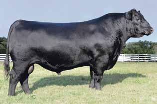 UNIVERSITY OF TENNESSEE INSTITUTE OF AGRICULTURE ANGUS PRODUCTION SALE 37 VAR GENERATION 2100 The sire of Lot 37. EATHINGTON SUB ZERO The sire of Lots 40 and 41.
