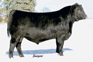 43 UNIVERSITY OF TENNESSEE BULLS 45 PVA CALL OF DUTY 4159 The sire of Lots 43 and 44.
