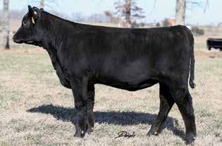 3 +75 +141 +37 This special sale attraction is a direct daughter of ECO Lombardi 1512 back to a daughter of GAR Prophet and the featured Karama family.