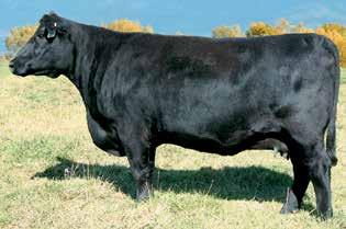 2018 EAST TENNESSEE ANGUS ASSOCIATION SALE ALTUNE OF CONANGA 6104 The third generation dam of Lots 8A and 8B.