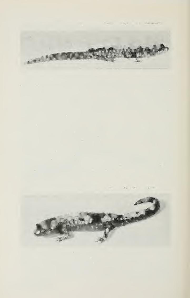 JefferSOiVs Salamander {Amby stoma jeffersonlanum) Distribution. Northern Illinois. Description.
