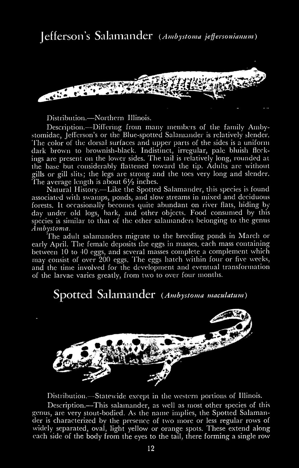 The average length is about 6/2 inches. Natural History. Like the Spotted Salamander, this species is found associated with swamps, ponds, and slow streams in mixed and deciduous forests.