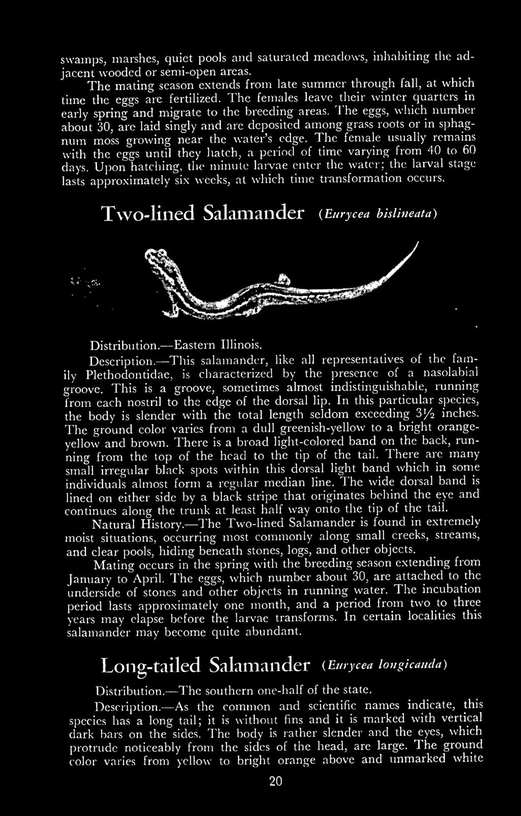 Upon hatching, the minute larvae enter the water; the larval stage lasts approximately six weeks, at which time transformation occurs. fwo-lined Salamander (Eurycea bislineata) Distribution.