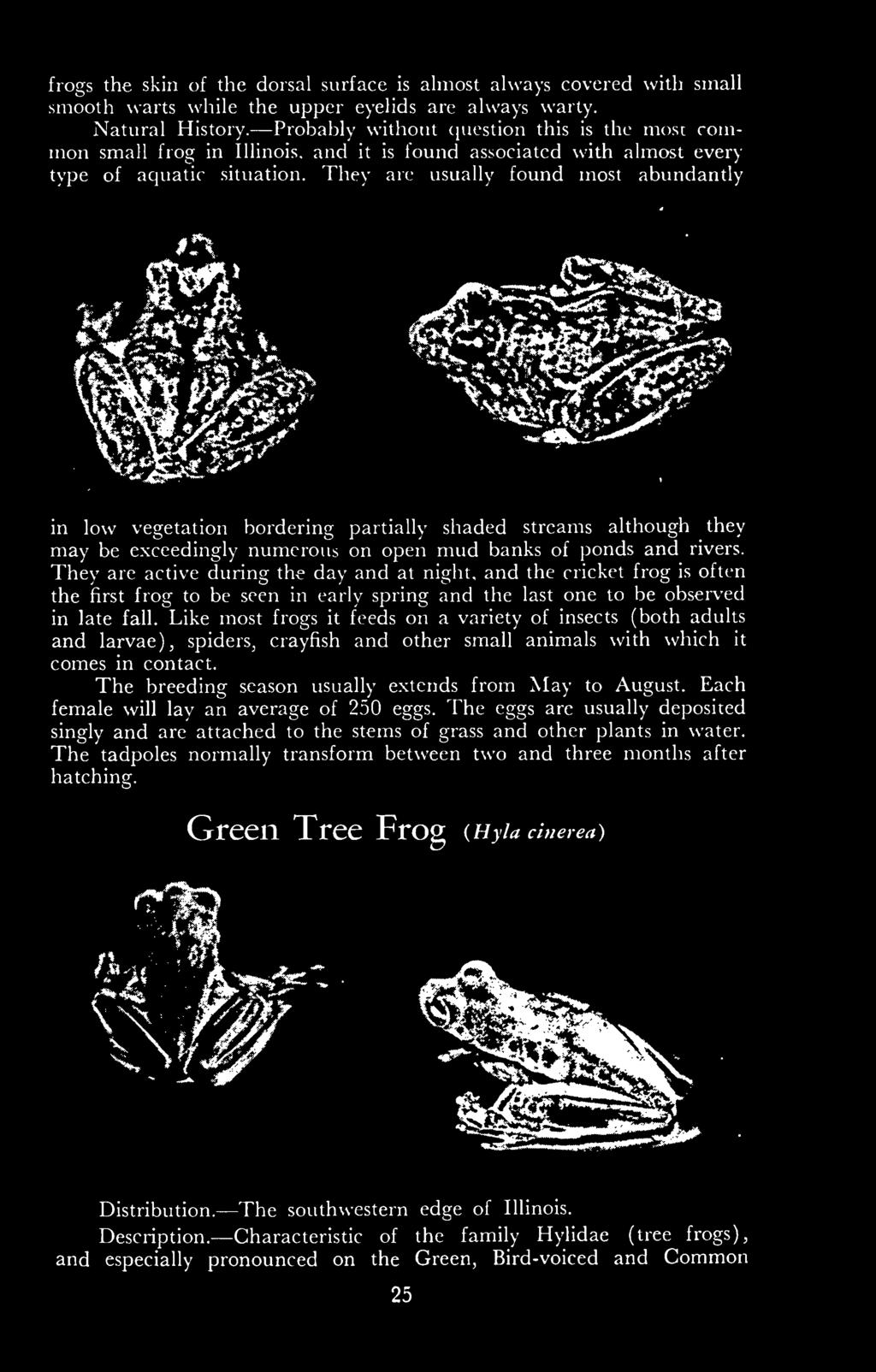 Like most frogs it feeds on a variety of insects (both adults and larvae), spiders, crayfish and other small animals with which it comes in contact.