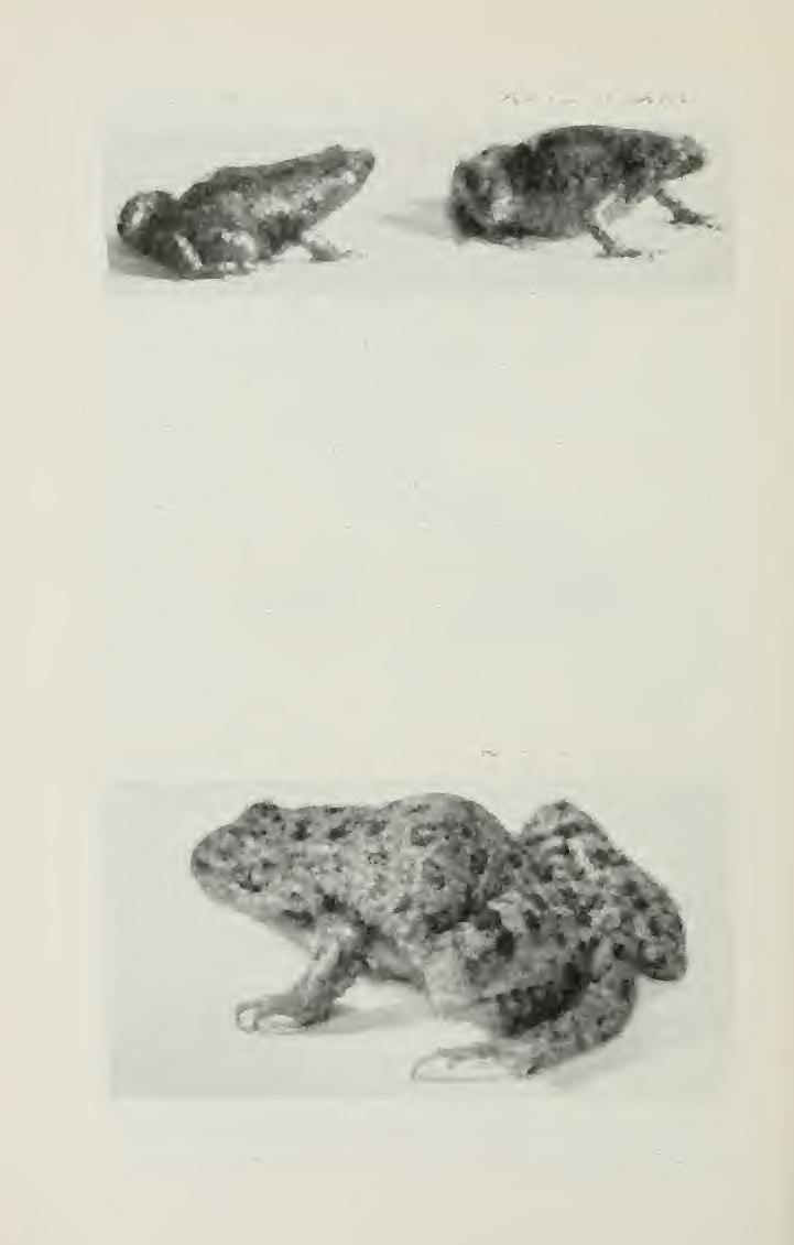 NarrOW-mOUthed Toad (Microhyla cctrolinensis) Distribution. Southwestern Illinois. Description.