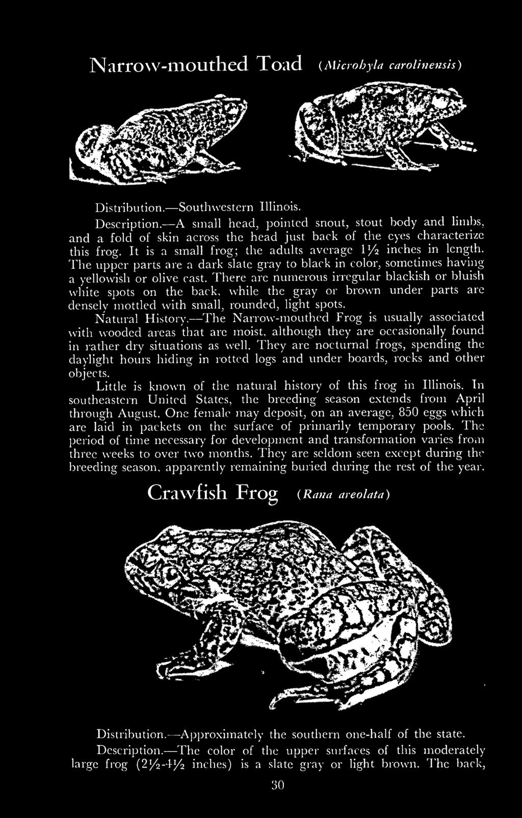 The Narrow-mouthed Frog is usually associated with wooded areas that are moist, although they are occasionally found in rather dry situations as well.