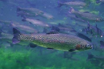 Trout Trout habitats must have a supply of moving water rich in oxygen and a thick layer of gravel in which eggs hatch and tiny alevin develop.