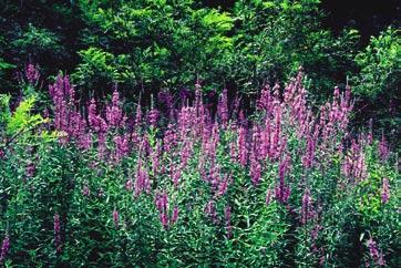 Purple Loosestrife From June through early summer, walks in wetlands and marsh areas reveal the lavender flowers of this wetland plant.