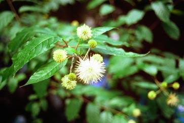 Buttonbush The seeds of buttonbush are a food source for waterfowl and the globular flowers are a favorite of bees.