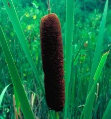 Cattails Shallow water of lakes, ponds and slow streams as well as brackish marshes can be home to cattails.