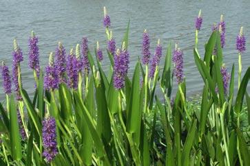 Pickerelweed This perennial herb is easily spotted because of its tiny, brilliant violet-blue flowers growing on a single thick stem.
