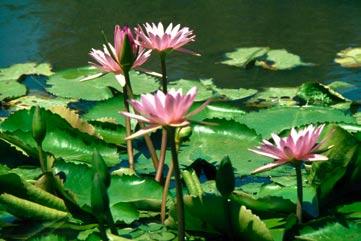 Water Lily The plants that float on the surface of quiet ponds and lakes of our region have long branching root stalks that anchor the plant in the mud and give rise to new plants.