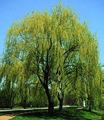 White Willow While not truly aquatic (growing in water) like the cypress, willows grow only in moist soil and are frequently observed bordering lakes, ponds, rivers and streams.