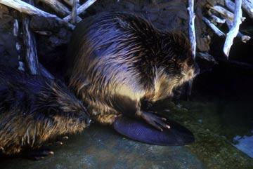 Beaver Usually nocturnal and active year round, this member of the rodent family is the largest in the United States.