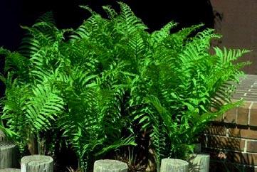 Ostrich Fern Look for this wetland plant in swamps and along lake shores.