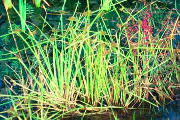 Sedge All sedges are grass like plants. The number 3 is of special significance when identifying these wetland plants.