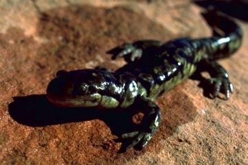 Salamander These amphibians live in the soils of mixed deciduous forests. However, they move to watery areas to breed in the early spring. Egg masses secured to twigs are deposited in the water.
