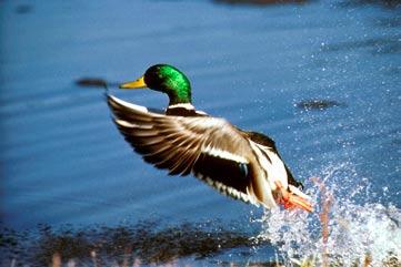 Mallard Mallards are by far the most common species of duck found in wetland areas. They stay near shallow bodies of fresh water, on lakes, in marshes and even flooded fields.