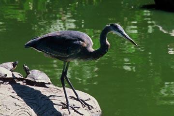 Great Blue Heron This species is one of the tallest birds and has a wing span of 6 to 7 feet.