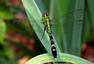Dragonfly A common sight around bodies of water in the warmer months, adults eat mosquitoes and are eaten by a