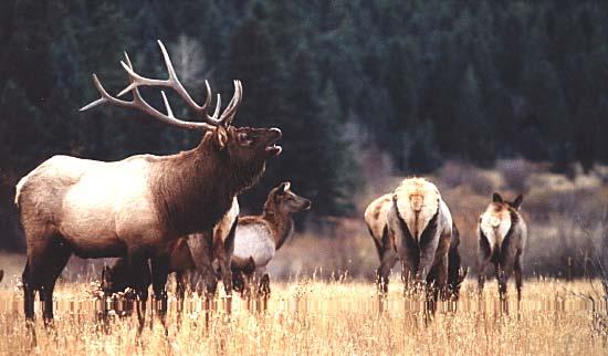 Arizona Statewide Elk