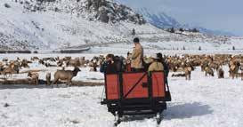Experience a sleigh ride at the National Elk Refuge.