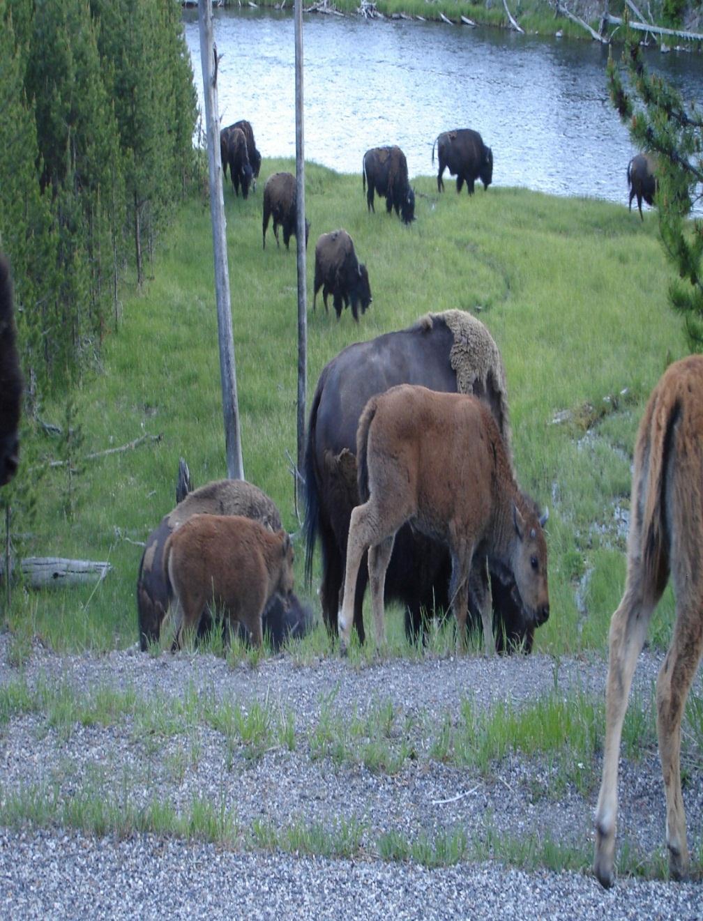 Current Yellowstone Buffalo Management Plan designates the Montana Department of Livestock as the agency in charge of buffalo management operations outside the park. The National Park Service, the U.