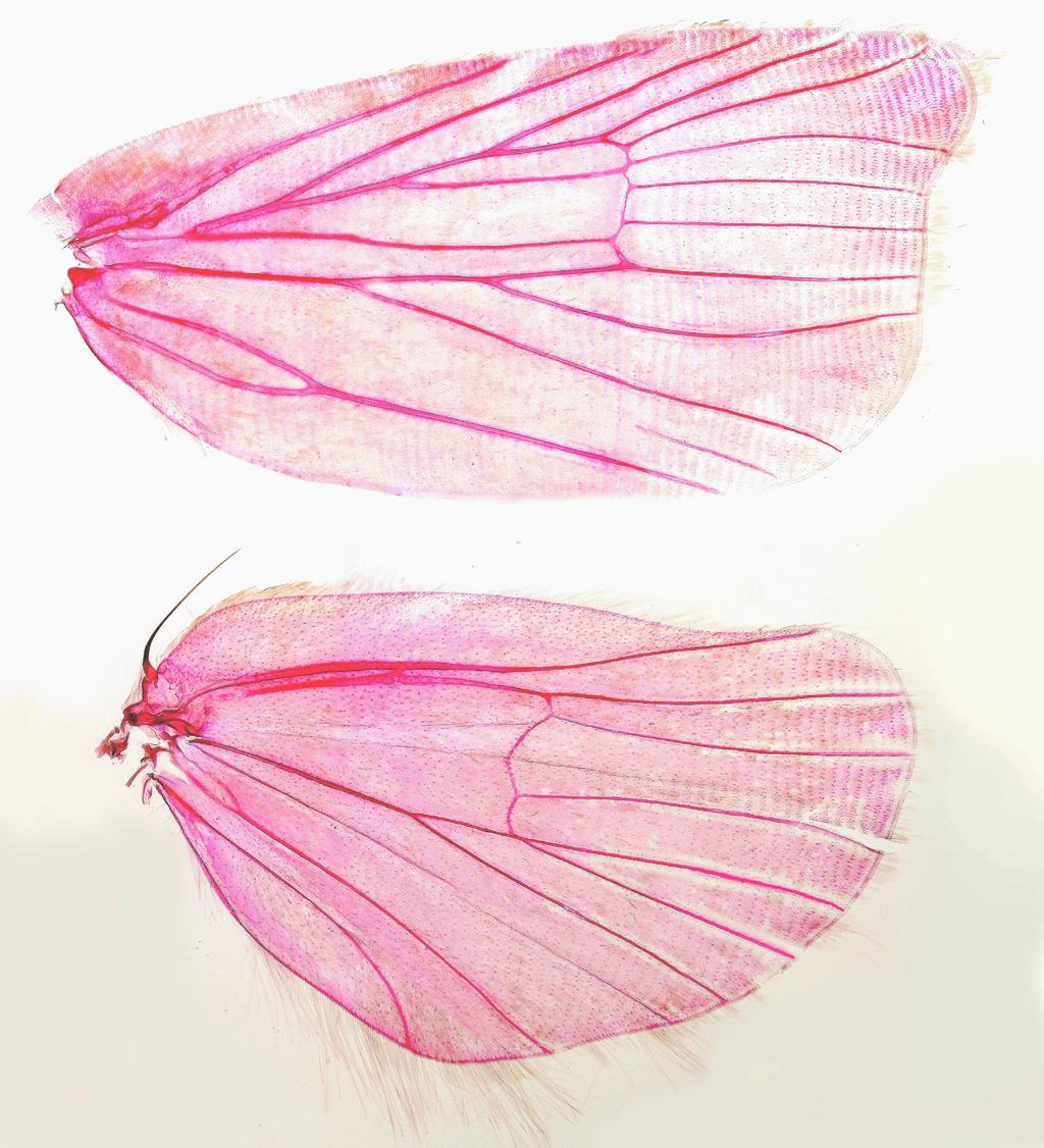 FIGURE 2. Wing venation of Sirindhornia pulchella, n. sp. (paratype male, right wings). Holotype:, Thailand, Nakhon Si Thammarat Prov., Khao Nan N.P., 08 47'00"N 99 47'46"E, ca 125 m, 9 Jan 2008. N. Pinkaew.
