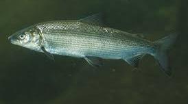 Coregonus lavaretus European whitefish Im1 Im2 S0 S1 S2 Lake Tier river 0.2 1.3 dam 1.7 3.6 6.