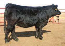 purchased out of the North Dakota State Sale from Wade & Merri Staigle. ASR Ms Desi U8154 is a very moderate, deep, thick, and beautiful uddered female.