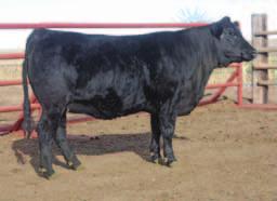 59 API 115 TI 70 AI bred to HTP SVF In Dew Time on 5-17-12 Verified with DG29 Pregtest. PE to ASR Cowboy Up Y1157 from 5-20-12 to 6-30-12. Proj. EPD 12 1.3 71 96 5 13 48 23-0.16 0.25-0.04 0.