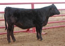 He added lots of muscle and rear quarter. This heifers dam is one of the good Hummer daughters we own, and we may own more Hummer daughters than anyone.