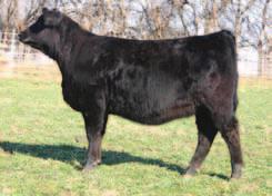 90 API 146 TI 78 MGGS: SRS J914 Preferred Beef This Graduate sired heifer was another top performer at Cow Camp.