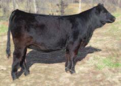 She has a nice disposition for a junior project and comes from a strong cow family in our herd. Homozygous Black, Homozygous Polled BVD-PI negative.