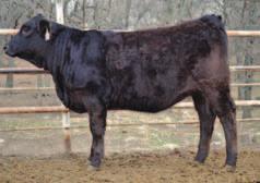 This is definitely one of our best cow prospects. Her full brother sold well in our bull sale last year. She has a sweetheart disposition.