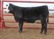 CSA annually organizes and runs the National Western Stock Show breed events. This includes the yard s bull and female pen shows, plus the popular People s Choice Power Bull.