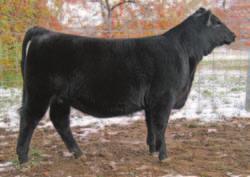 She is a genetic treasure being none other than the daughter of the 2010 Grand Champion National Jr. Angus Female, Sedgwicks Erica U332 and the popular Mr. NLC Upgrade U8676.