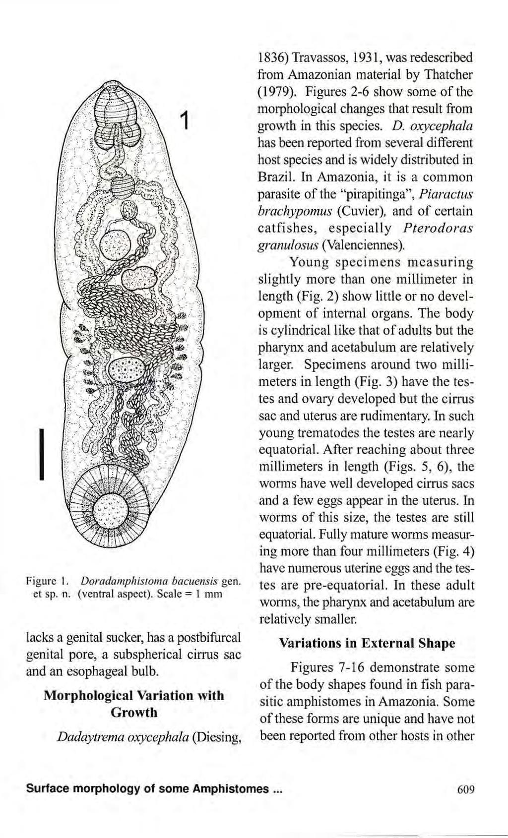 Figure 1. Doradamphistoma bacuensis gen. et sp. n. (ventral aspect). Scale = 1 mm lacks a genital sucker, has a postbifurcal genital pore, a subspherical cirrus sac and an esophageal bulb.