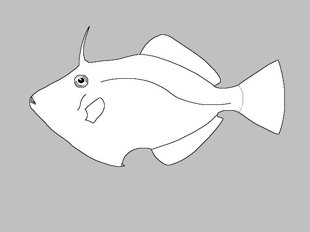 and Monacanthidae (filefish) Balistidae Three