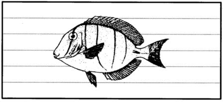 Tang or surgeonfish Acanthuridae species Tang or surgeonfish average 20 to 25