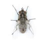THE FOUR SPECIES OF FLY MOST COMMONLY AFFECTING CATTLE HOUSE FLIES Feed freely on human food, fresh animal waste and rotting garbage Prefer manure as a breeding source