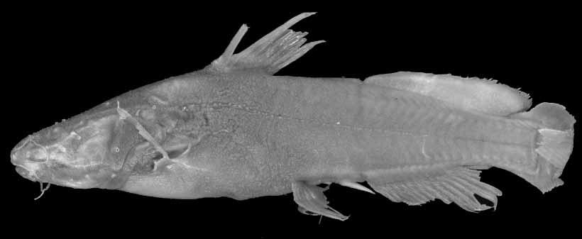 Pseudomystus fumosus sp. nov. Fig. 6 ZOOTAXA Type material. Holotype: ZRC 3229, male, 73.6 mm SL; Malaysia: Pahang, Taman Negara, Kuala Tahan; J. R. Hendrickson, July August 1954.