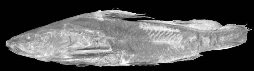 FIGURE 5. Pseudomystus carnosus, RMNH 15859, holotype, 78.1 mm SL; Sumatra: Sukadana. Diagnosis. Pseudomystus carnosus can be distinguished from congeners, except for P. fumosus and P.