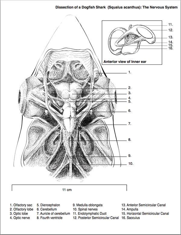Respiratory system In the sharks, water enters through both the mouth and the spiracles and is forced laterally through the five pairs of gills and exits through the five pairs of external gill slits.