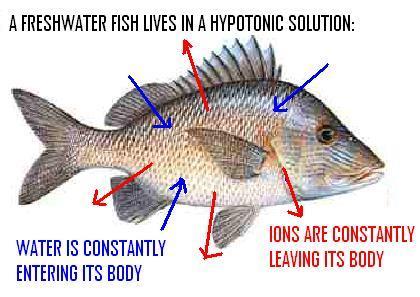OSMOREGULATION OF WATER/ION CONCENTRATION IN BLOOD (IONS are actively transported IN or OUT depending on environment) In order to stay alive an organism must keep the balance of ions and