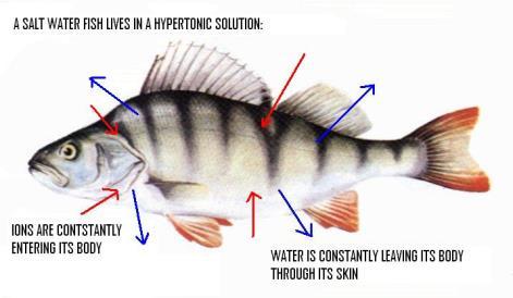 FRESHWATER FISH: Freshwater fish tend to GAIN WATER and LOSE IONS in their HYPOTONIC environment.