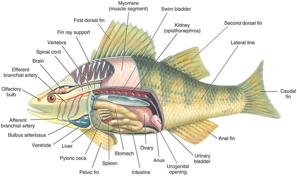 INTERNAL ANATOMY: Use your scissors to slice along the ventral surface and peek inside to see the SWIM BLADDER (also called AIR/GAS BLADDER).