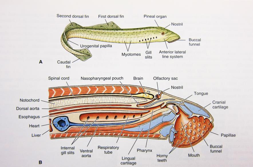 The brain and spinal cord are found above the notochord. The nostril leads first into the olfactory sac.