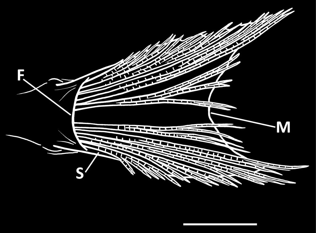FIGURE 3. Ventral view of pelvic fins of Callogobius winterbottomi, illustrated from male paratype, ROM 92690, 32.2 mm SL.